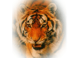 Красавец бенгальский тигр!